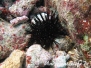 Bohrender Seeigel (Echinometra lucunter)