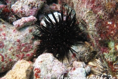 Bohrender Seeigel_adult-Karibik-2014-001