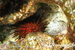 Bohrender Seeigel_adult-Karibik-2014-004