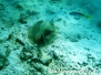 Brauner Bäumchenlippfisch (Novaculichthys taeniourus)