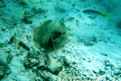 Brauner Baeumchenlippfisch_adult-Marsa alam-2012-1