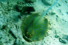 Brauner Baeumchenlippfisch_adult-Marsa alam-2012-2