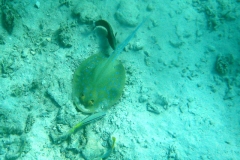 Brauner Baeumchenlippfisch_adult-Marsa alam-2012-3