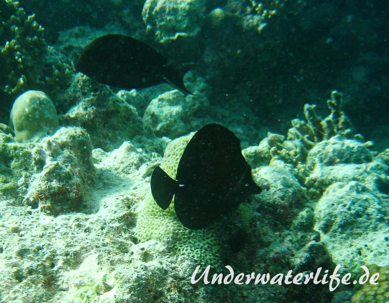 Brauner-Segelflossen-Doktorfisch_adult-Malediven-2013-01