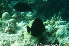 Brauner-Segelflossen-Doktorfisch_adult-Malediven-2013-01