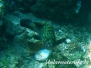 Mittelmeer Zackenbarsche-Epinephelinae-Groupers