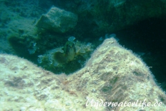 Brauner-Zackenbarsch_-Dubrovnik_juvenil-Dubrovnik-2015-05