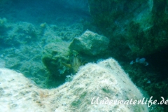 Brauner-Zackenbarsch_-Dubrovnik_juvenil-Dubrovnik-2015-06