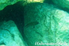 Brauner-Zackenbarsch_-Dubrovnik_juvenil-Dubrovnik-2015-08
