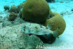 Braunflecken Igelfisch_adult-Karibik-2014-001