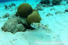 Braunflecken Igelfisch_adult-Karibik-2014-002