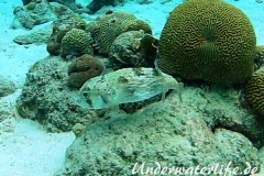 Braunflecken Igelfisch_adult-Karibik-2014-003