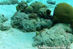 Braunflecken Igelfisch_adult-Karibik-2014-004