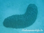 Braungepunktete Seewalze (Holothuria fuscopunctata)