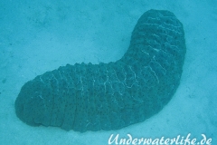 Braungepunktete Seewalze_adult-Malediven-2013-001