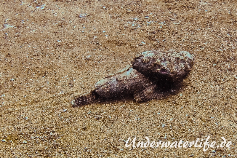 Buckel-Drachenkopf_adult-Thailand-2017-001