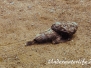Buckel-Drachenkopf (Scorpaenopsis diabolus) Indopazifik