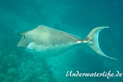 Buckel-Nasendoktor_Maennchen_adult-Malediven-2013-01