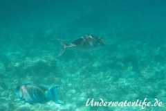 Buckel-Nasendoktor_Maennchen_adult-Malediven-2013-02