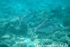 Buckel-Nasendoktor_Paerchen_adult-Malediven-2013-01