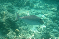 Buckel-Nasendoktor_Weibchen_adult-Malediven-2013-01