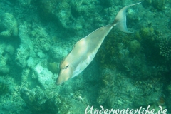 Buckel-Nasendoktor_Weibchen_adult-Malediven-2013-02