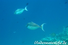 Buckel-Nasendoktor_Weibchen_adult-Malediven-2013-03