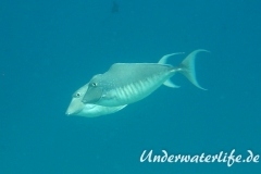 Buckel-Nasendoktor_Weibchen_adult-Malediven-2013-04