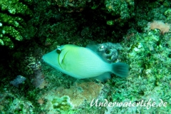 Bumerang-Drückerfish_adult-Malediven-2013-01