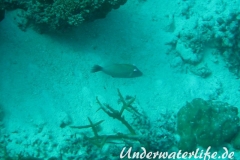 Bumerang-Drückerfish_adult-Malediven-2013-02