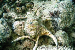 Chiragra Spinnenschnecke_adult-Malediven-2013-001