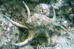 Chiragra Spinnenschnecke_adult-Malediven-2013-003