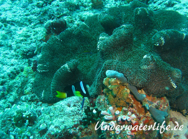 Clarks-Anemonenfisch_adult-Malediven-2013-19