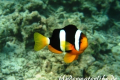 Clarks-Anemonenfisch_adult-Malediven-2013-01