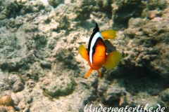 Clarks-Anemonenfisch_adult-Malediven-2013-02
