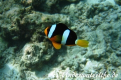 Clarks-Anemonenfisch_adult-Malediven-2013-03