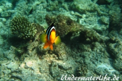 Clarks-Anemonenfisch_adult-Malediven-2013-05