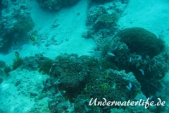Clarks-Anemonenfisch_adult-Malediven-2013-06