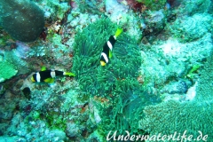 Clarks-Anemonenfisch_adult-Malediven-2013-08