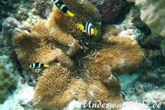 Clarks-Anemonenfisch_adult-Malediven-2013-09