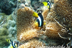 Clarks-Anemonenfisch_adult-Malediven-2013-14