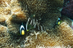 Clarks-Anemonenfisch_adult-Malediven-2013-17