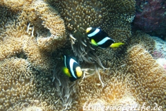 Clarks-Anemonenfisch_adult-Malediven-2013-18