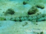 Karibik Eidechsenfische-Synodontidae-Lizardfishes