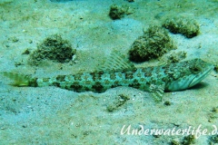 Diamant Eidechsenfisch_adult-Karibik-2014-001