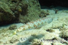 Diamant Eidechsenfisch_adult-Karibik-2014-002