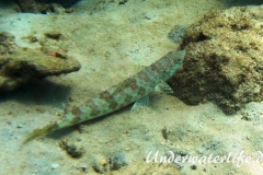 Diamant Eidechsenfisch_adult-Karibik-2014-003