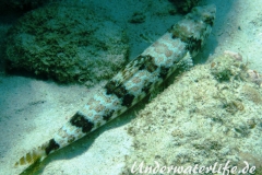 Diamant Eidechsenfisch_adult-Karibik-2014-004