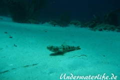 Diamant Eidechsenfisch_adult-Karibik-2014-005