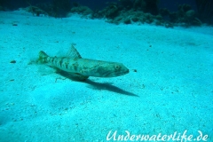 Diamant Eidechsenfisch_adult-Karibik-2014-006